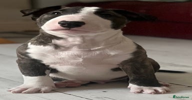 Bull Terrier dogs - Advert 11