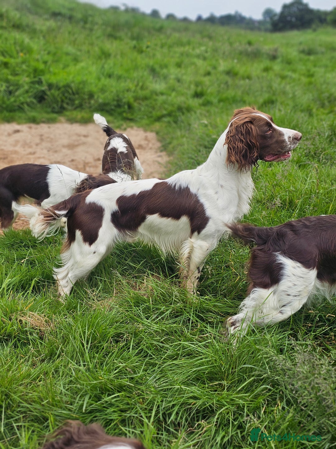 English Springer Spaniel dogs for stud: English Springer Spaniel Stud in Derby - Advert 3