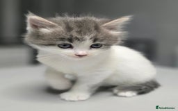 Mixed Breed cats for sale: 5 mixed kittens for sale! - Image 14