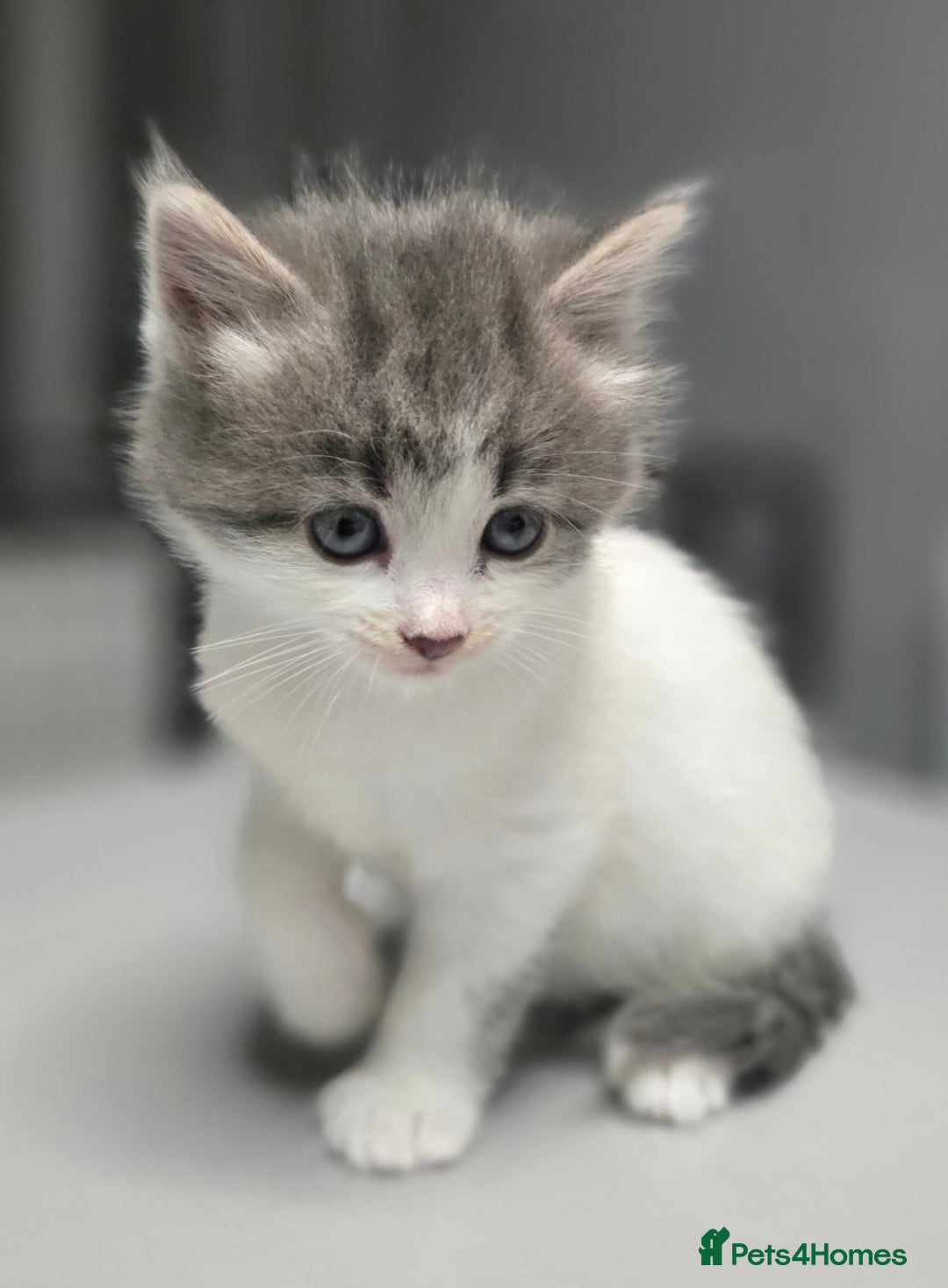 Mixed Breed cats for sale: 5 mixed kittens for sale! - Image 14