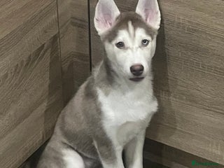 Siberian Husky dogs Siberian Husky puppies - Advert 3