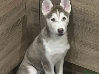 Siberian Husky dogs Siberian Husky puppies - Advert 8