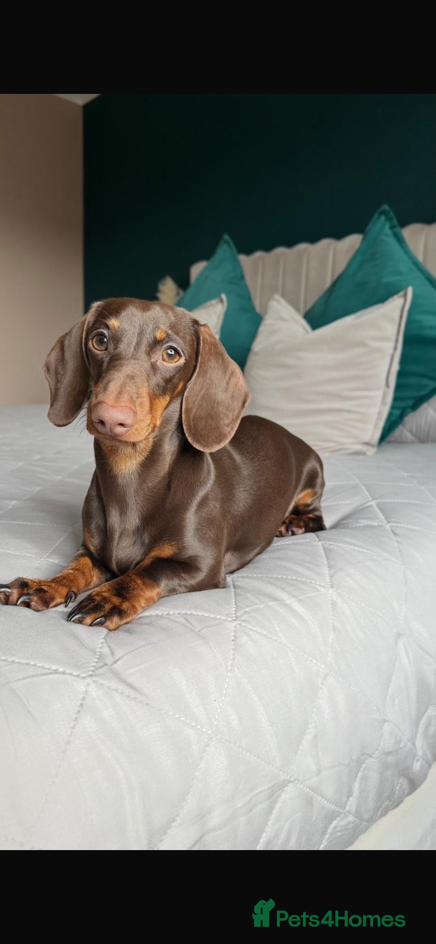 Miniature Dachshund dogs Miniature dachshunds  - Advert 1