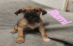 Mixed Breed dogs for sale: Pug x Lucher  - Image 9