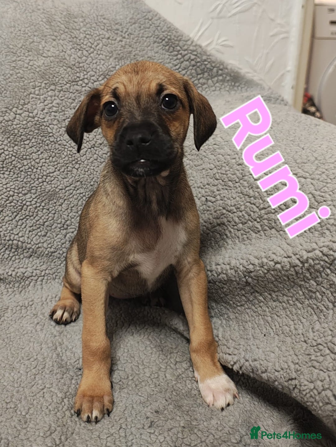 Mixed Breed dogs for sale: Pug x Lucher  - Image 9