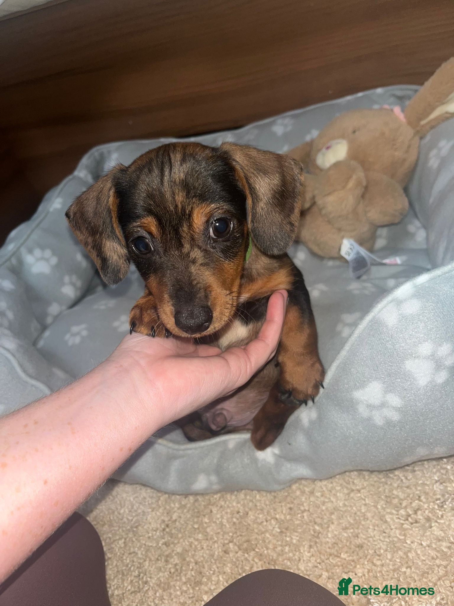 Jackshund dogs ❤️ Bella’s beautiful little ❤️ - Advert 1