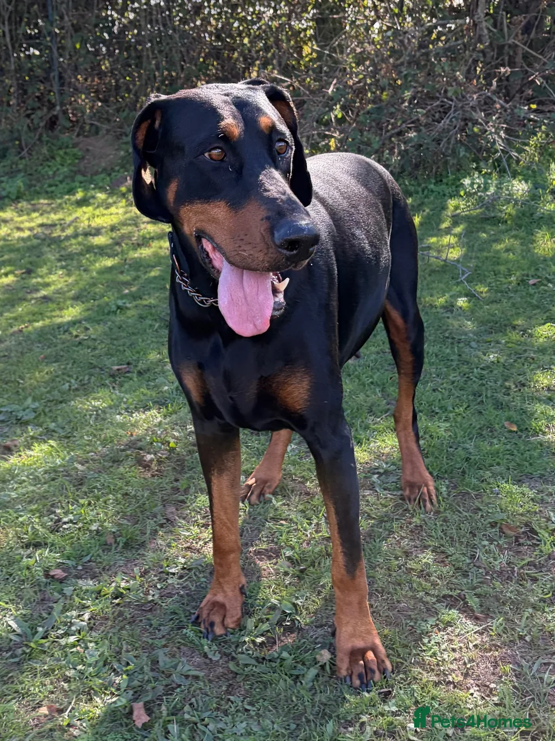 Dobermann dogs for sale: KC Dobermans  - Advert 1