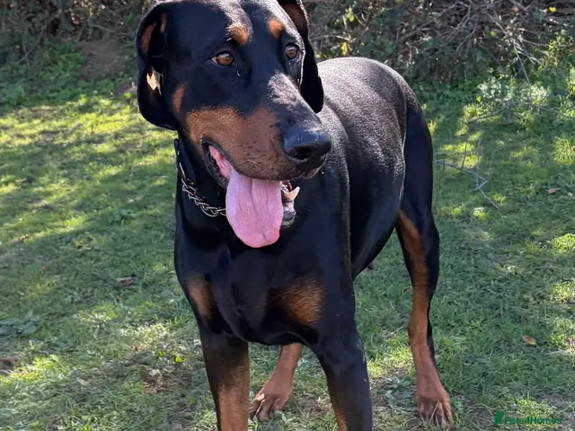 Dobermann dogs for sale: KC Dobermans - Advert 1