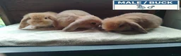Dwarf Lop rabbits for sale: Pretty Female & Male Baby Dwarf Lop Rabbits - Advert 5