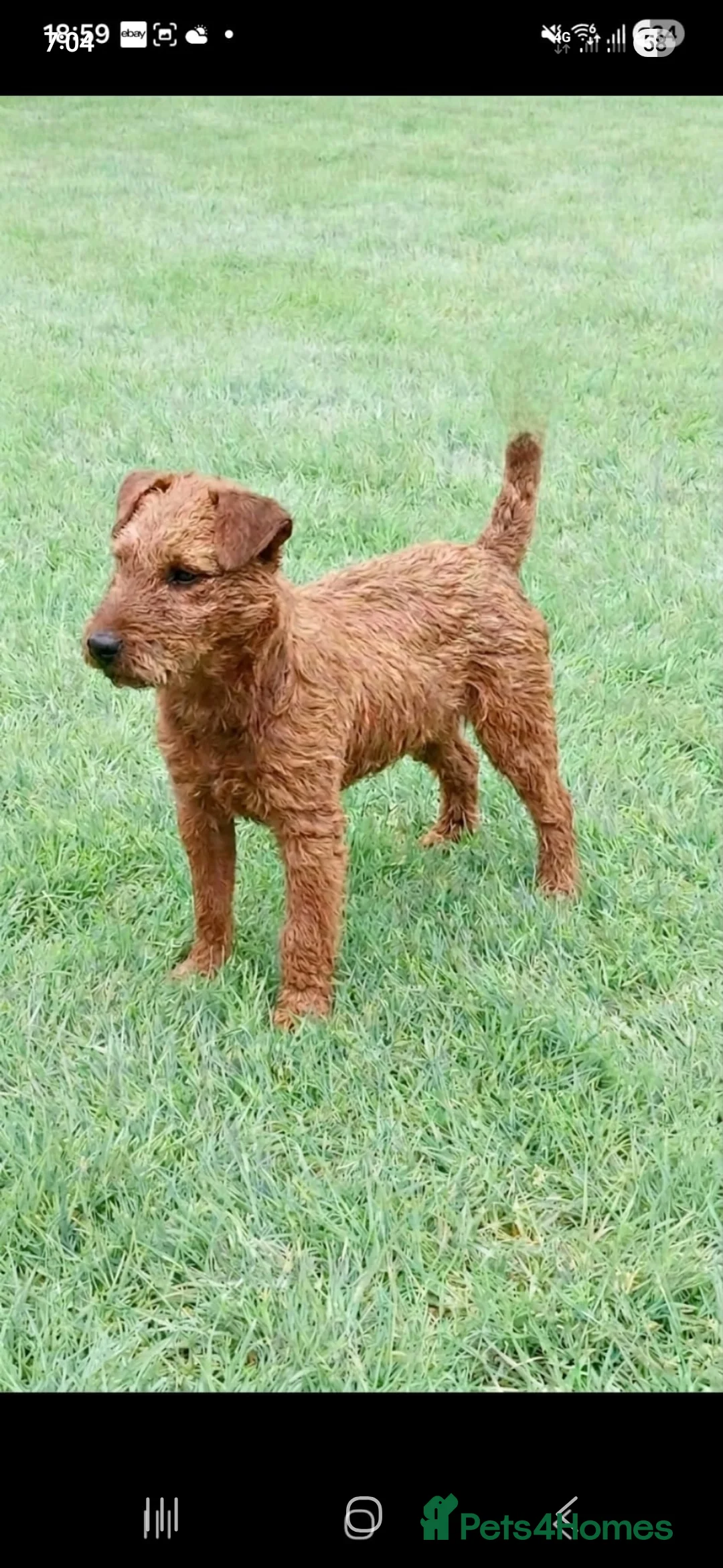 Lakeland Terrier dogs for sale: Lakeland  Dog in Redcar - Advert 2