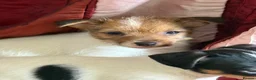 Jack Russell dogs for sale: Jack Russell puppies ready now  - Advert 4