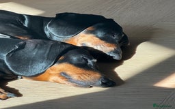 Dachshund dogs for sale: Standard dachshund adult female  - Image 5