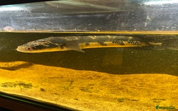 Other/Mixed Breed fish for sale: emperor snakehead for sale  - Image 3