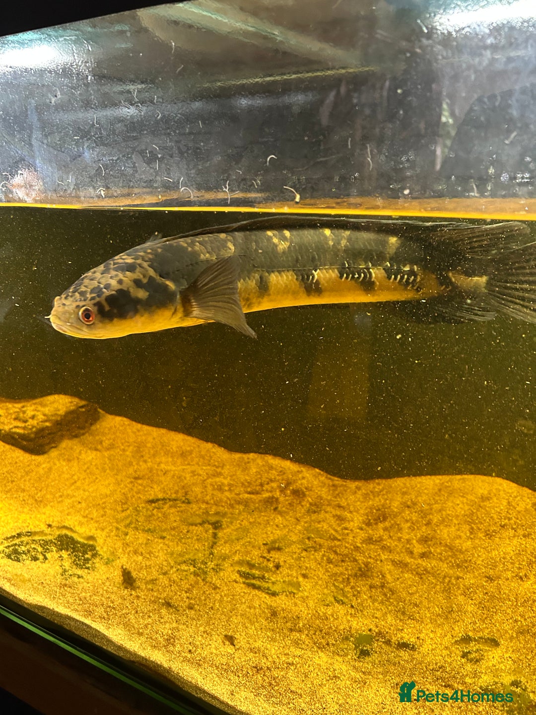 Other/Mixed Breed fish for sale: emperor snakehead for sale  - Image 3