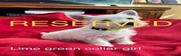 West Highland Terrier dogs for sale: Beautiful West highland puppies for sale - Advert 3
