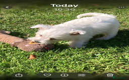 West Highland Terrier dogs for sale: Beautiful Westhighland White Terriers - Image 11