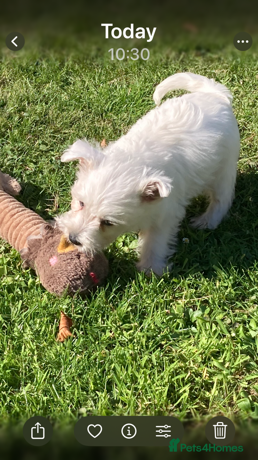 West Highland Terrier dogs for sale: Beautiful Westhighland White Terriers - Image 11