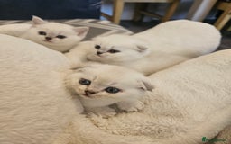 British Longhair cats for sale: snow white kittens - Image 2