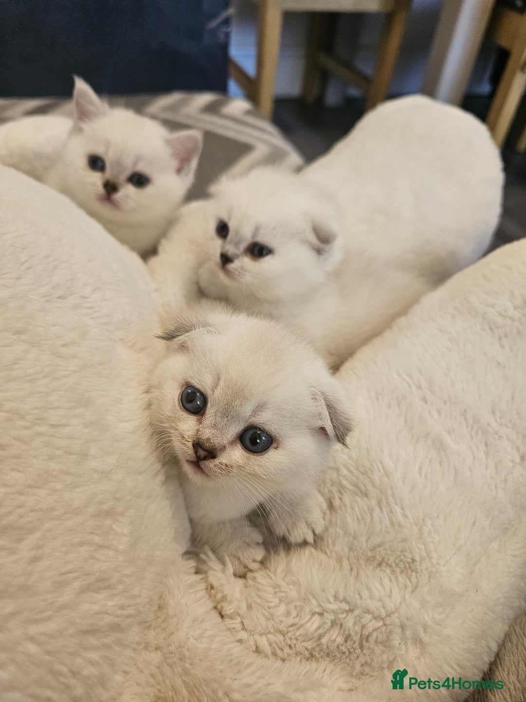 British Longhair cats for sale: snow white kittens - Image 2