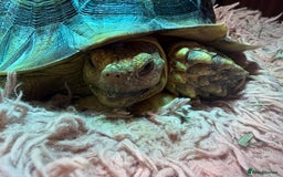 Tortoise reptiles for sale: Sulcata Tortoise - Image 4