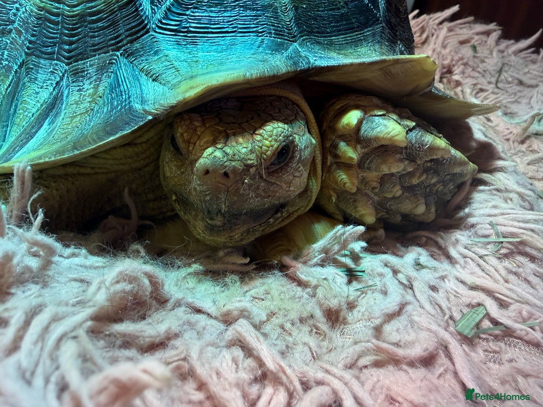 Tortoise reptiles for sale: Sulcata Tortoise - Image 4