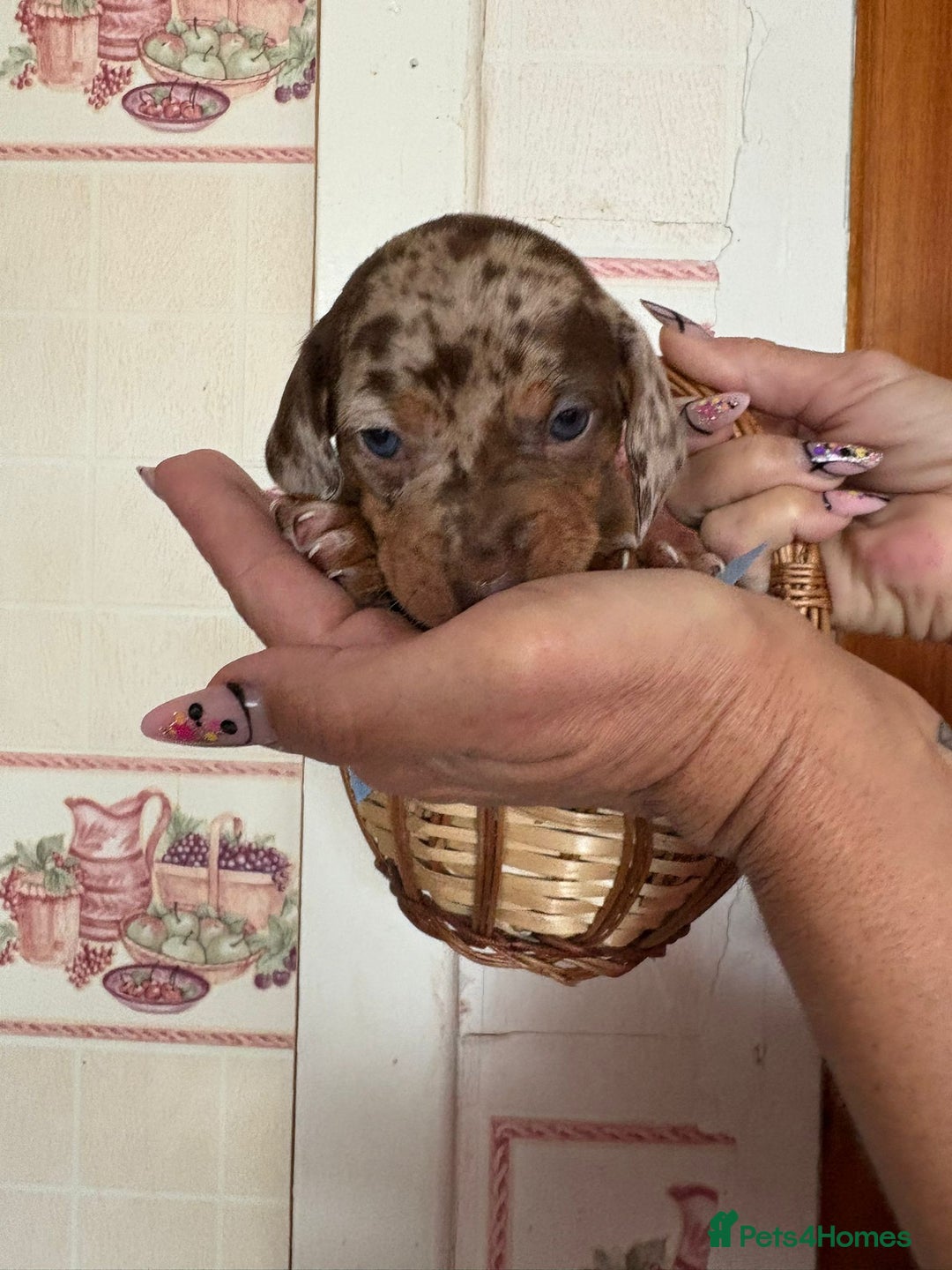 Dachshund dogs for sale: Our 7 Adorable Dachshund Puppies Ready for Homes - Image 7