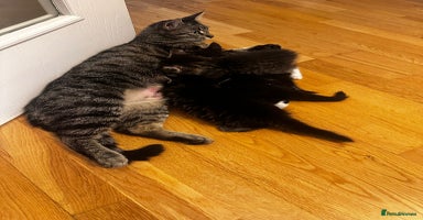 Mixed Breed cats - Advert 4