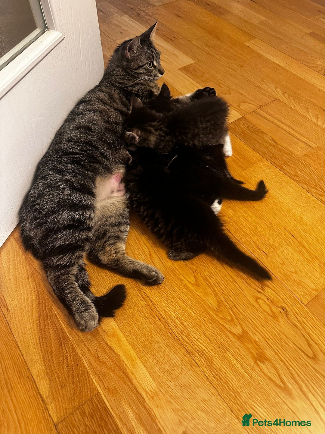 Mixed Breed cats for sale: Beautiful kitties  - Image 3
