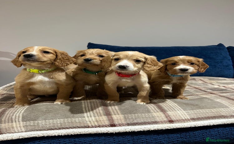 Goldendoodle dogs - Advert 2