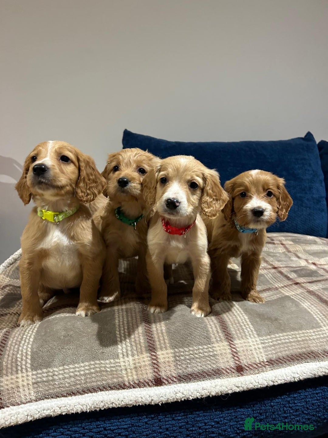 Goldendoodle dogs for sale: Adorable Golden Cocker Doodles  - Image 1