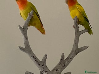 Lovebirds birds - Advert 25