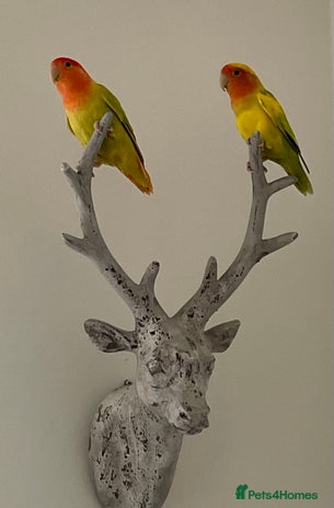 Lovebirds birds - Advert 1