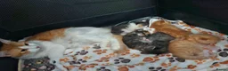 Mixed Breed cats for sale: Male and female tabby and ginger kittens  - Advert 2