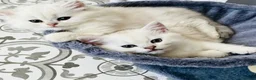 British Longhair cats for sale: ⭐️ BEAUTIFUL BLH & BSH FEMALE KITTENS   ⭐️ - Advert 12