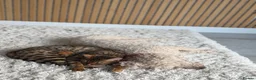 Bengal cats for sale: Beautiful Bengal kittens - only 2 left!  - Advert 12