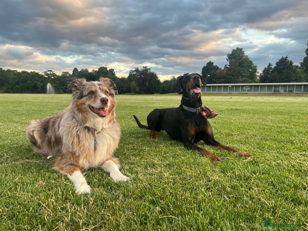 Dobermann dogs for sale: Sweet Doberman Girlie ❤️(price negotiable) - Image 13