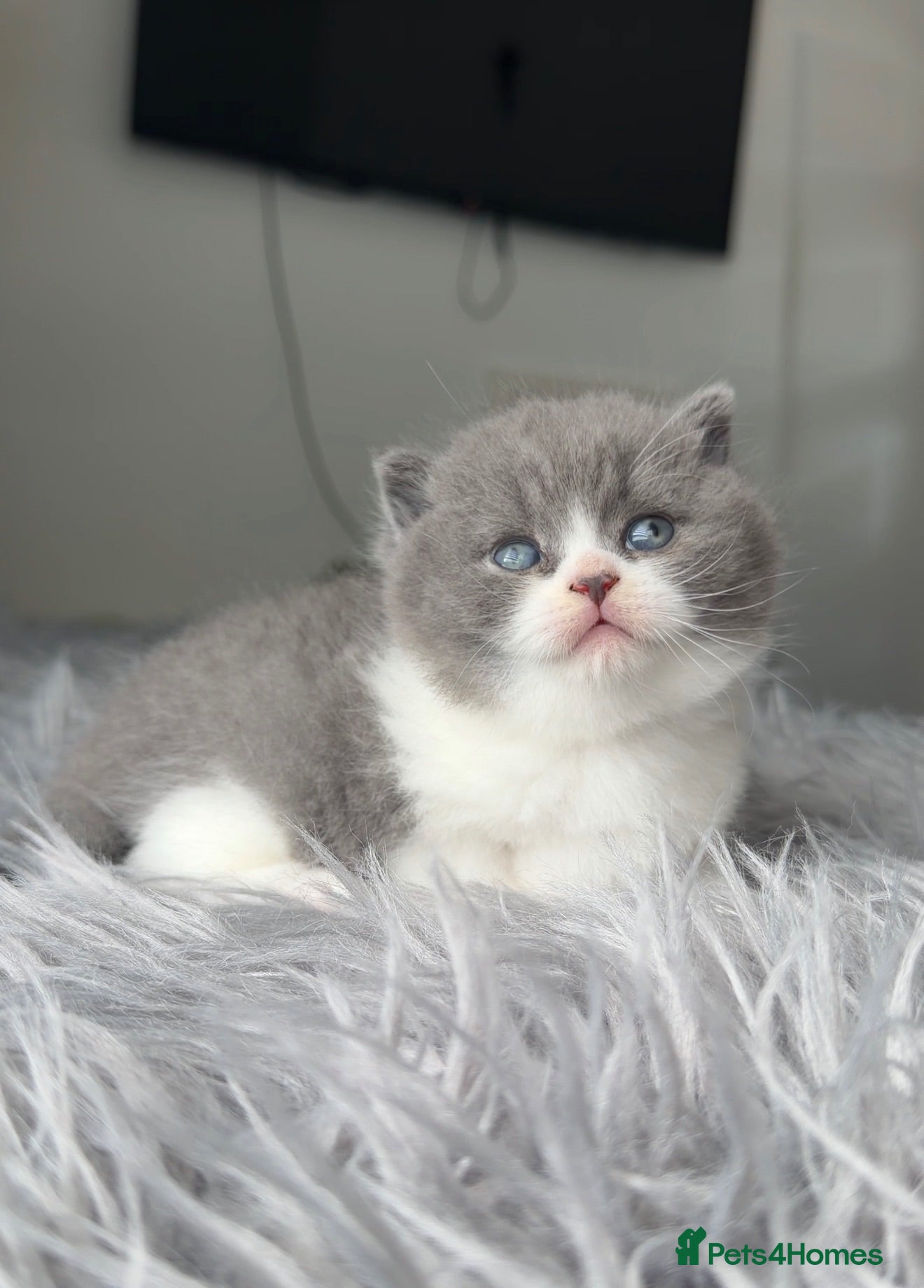 British Shorthair cats GCCF registered blue bicolour male kitten - Advert 9