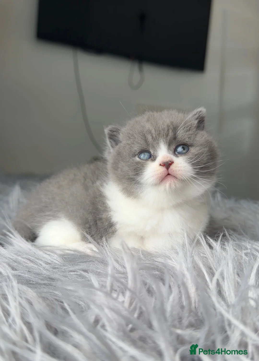 British Shorthair cats for sale: GCCF registered blue bicolour male kitten - Advert 1
