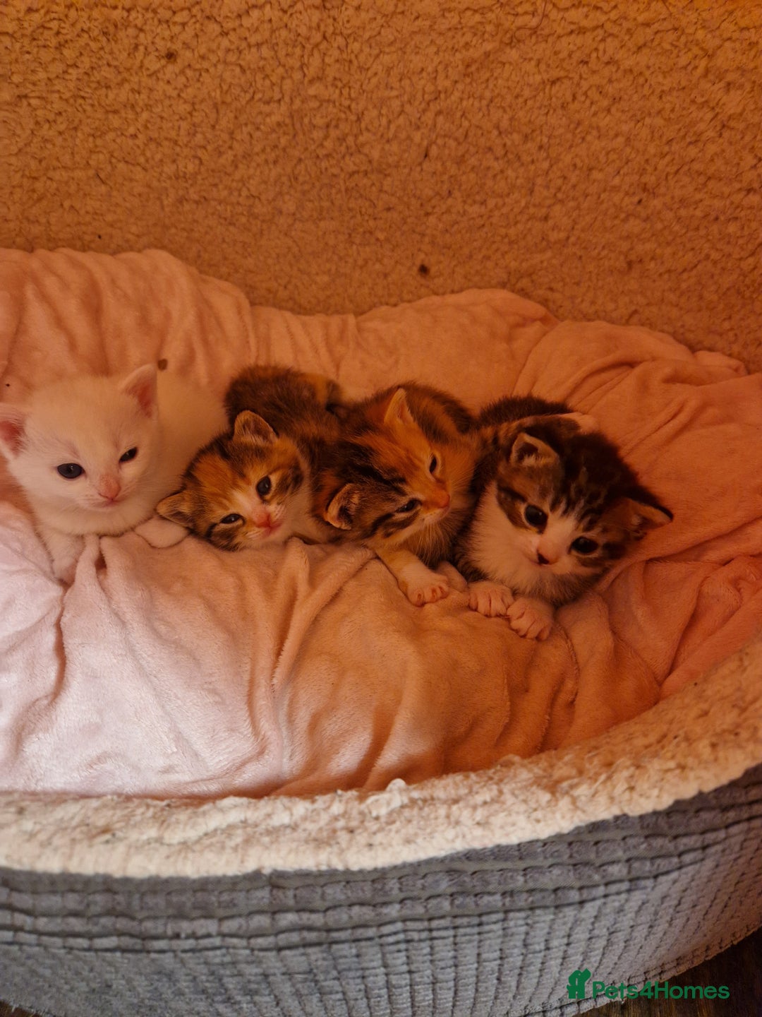 Mixed Breed cats for sale: ⭐️⭐️⭐️Siberian cross ⭐️⭐️⭐️ - Advert 9