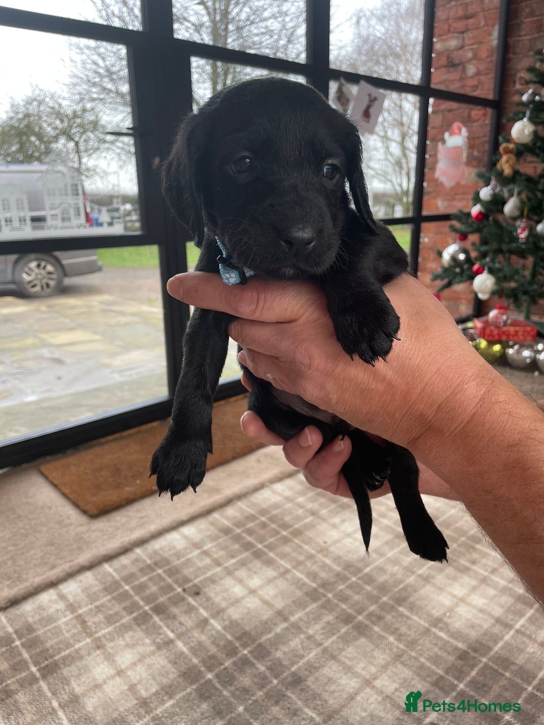 Mixed Breed dogs for sale: Irish Water Spaniel mum and Fox Red Labrador dad - Advert 8