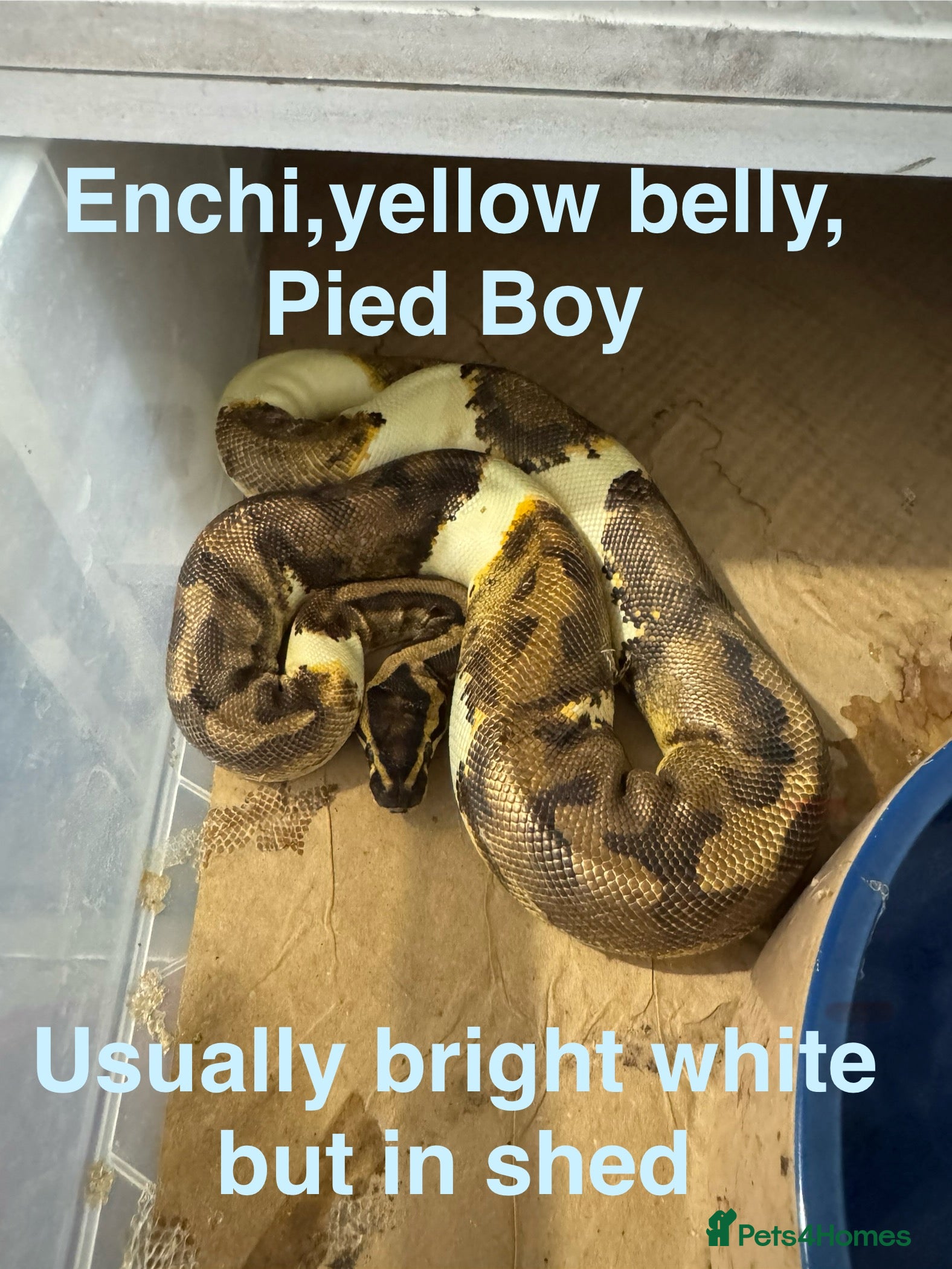 Python Snake reptiles Ball pythons - Advert 18