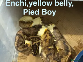 Python Snake reptiles Ball pythons - Advert 18