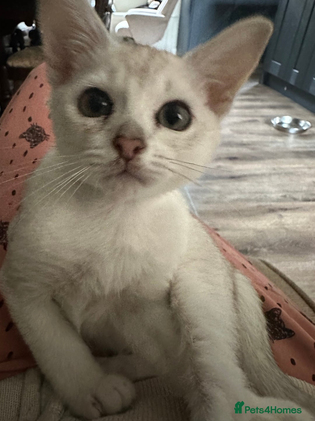 Burmese cats for sale: GCCF reg Pedigree Kittens - Image 3