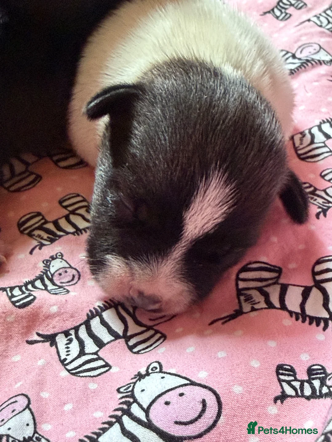 Jack Russell dogs for sale: Jack Russell puppies in Lincoln - Advert 5