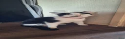 Mixed Breed cats for sale: 6 black and white kittens - Advert 9