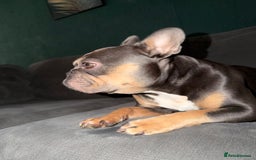 French Bulldog dogs for sale: Female blue n tan French bulldog  - Advert 2