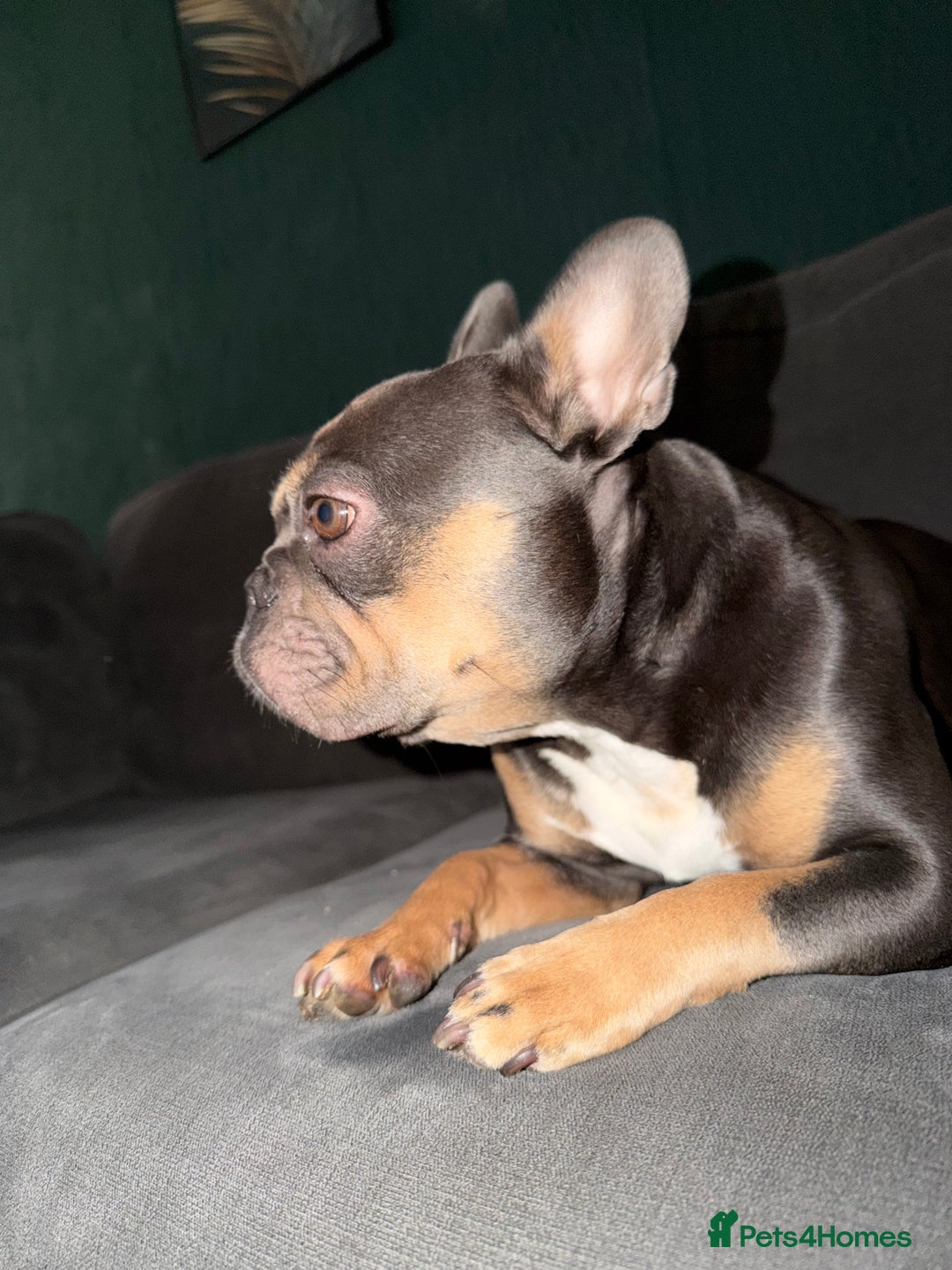 French Bulldog dogs for sale: Female blue n tan French bulldog  - Advert 2