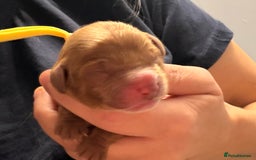 Cavapoo dogs for sale: Tiny deep red toy cavapoo,dna health clear parents - Image 7