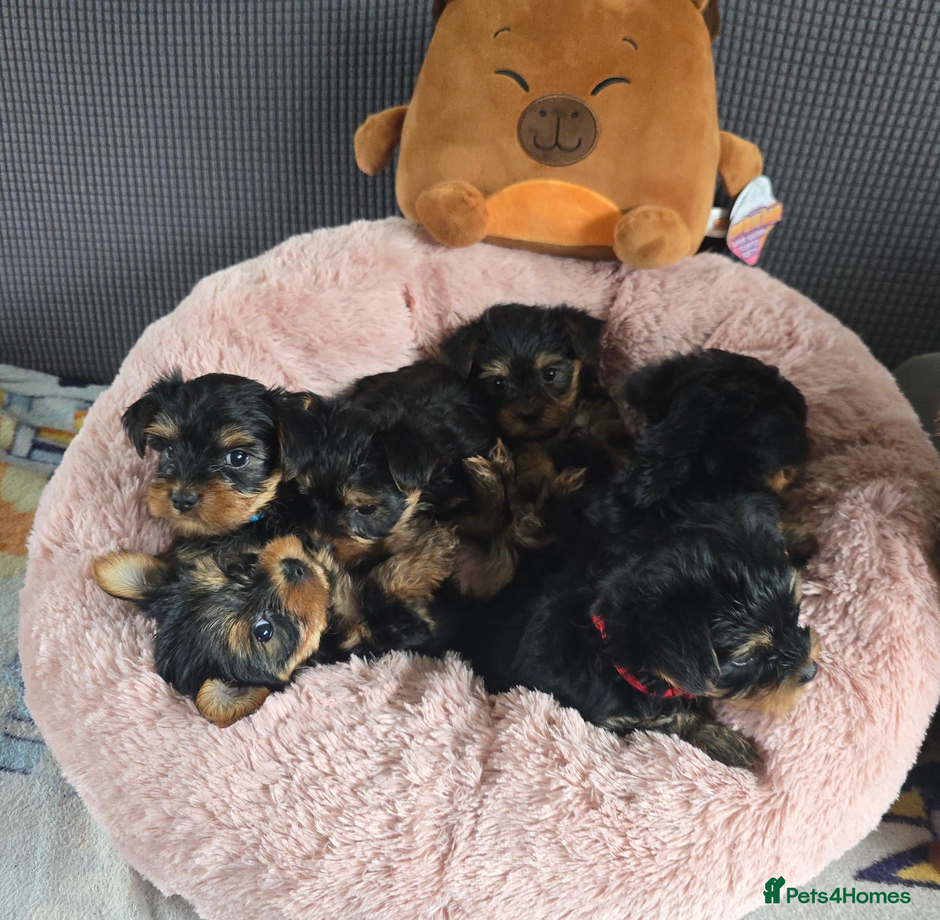 Yorkshire Terrier dogs 5 cute cuddly puppies looking for new loving homes - Advert 1