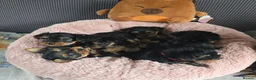 Yorkshire Terrier dogs for sale: 5 cute cuddly puppies looking for new loving homes - Advert 1